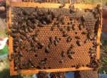 Cadrons de couvain avec abeilles, format MiniPlus