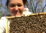 A vendre essaims de l'année et ruches peuplées
