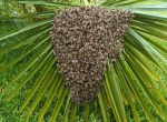 Essaim d'abeilles sur cadres